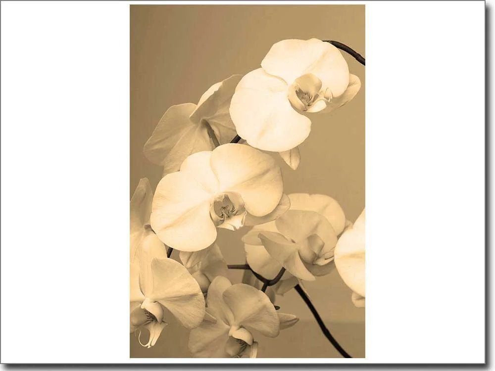 Glasfolie weiße Orchidee sepia
