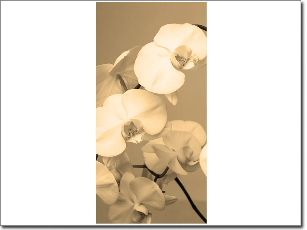 Türaufkleber in Sepia mit Orchideen