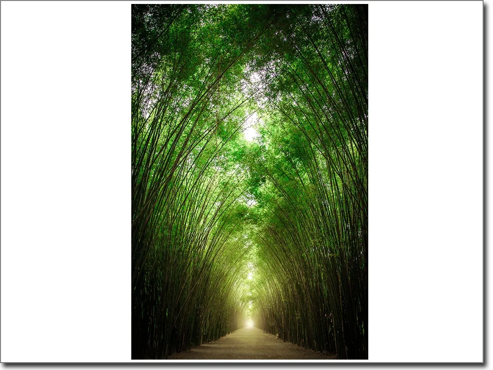 Türaufkleber Weg durch Bambuswald