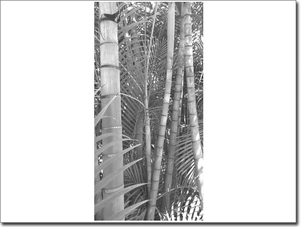 Türtapete Bambus