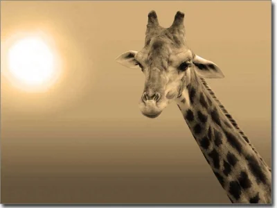 Fensterbild Giraffe