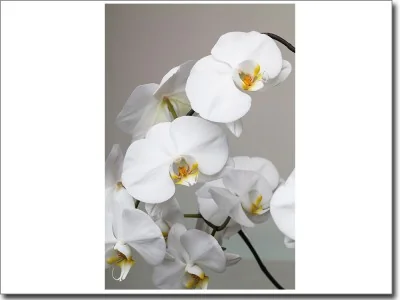 Glasbild weiße Orchidee
