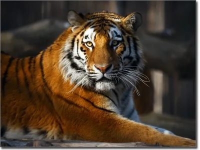 Fotofolie für Fenster Tiger