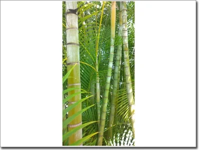 Türtattoo Bambus