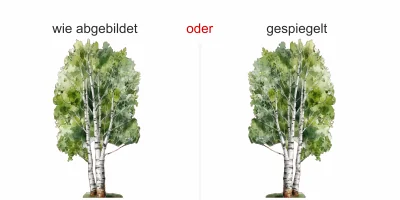 Wandtattoo Birke - Ansicht Ausrichtung